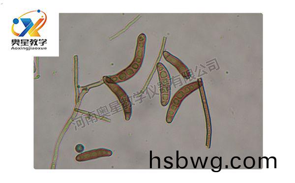 玉米(mi)小班