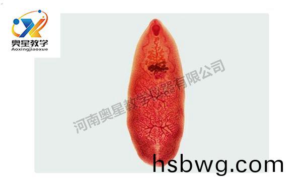 佈(bu)氏(shi)薑片蟲(chong)裝片
