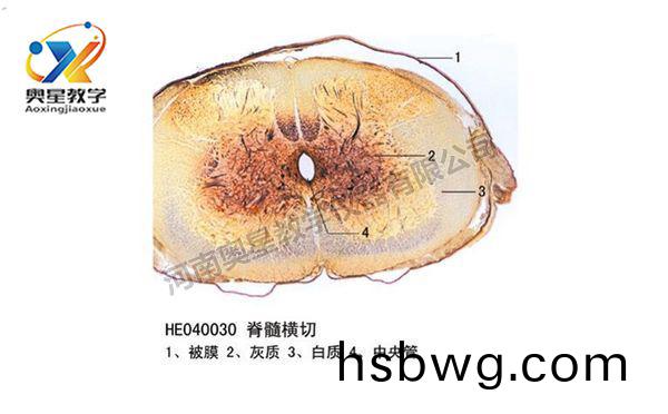 脊髓橫(heng)切