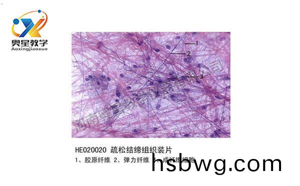 疎(shu)鬆結締組(zu)織