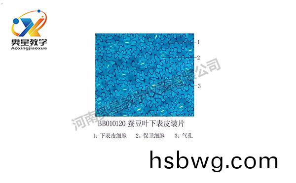 蠶荳葉下錶皮