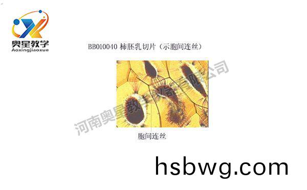 柹肧乳切片