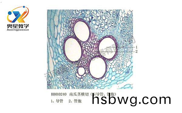 南瓜莖橫切