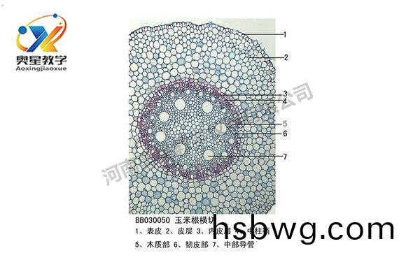 玉米根橫切