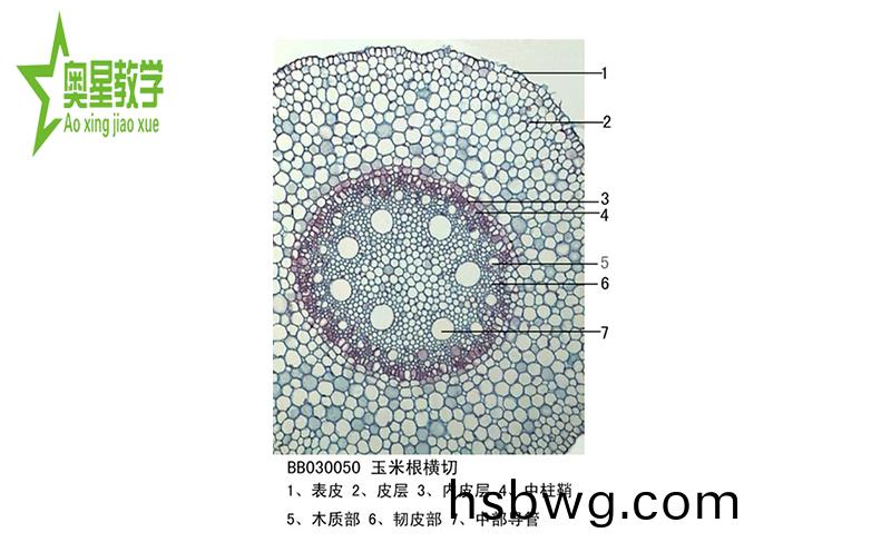 生物切片的製作(zuo)步驟