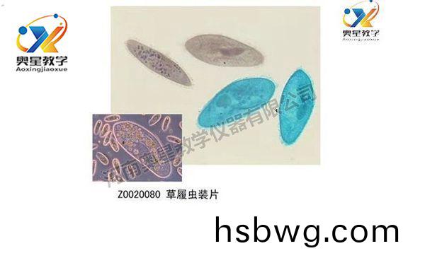 動(dong)物學切片