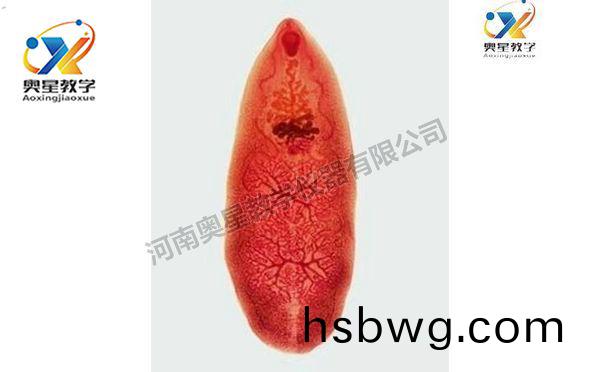 薑片蟲裝片，寄生蟲學切片