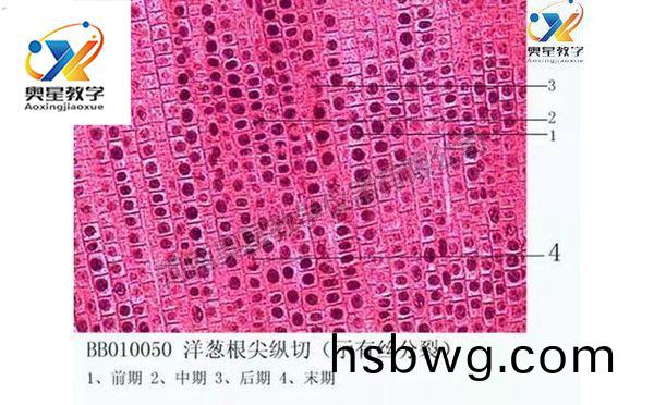 植物學(xue)切片