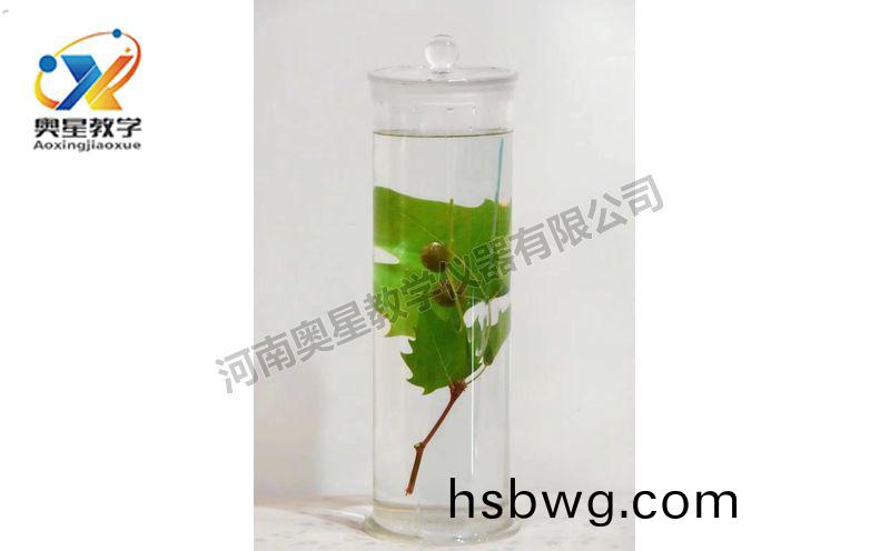 浸漬標本
