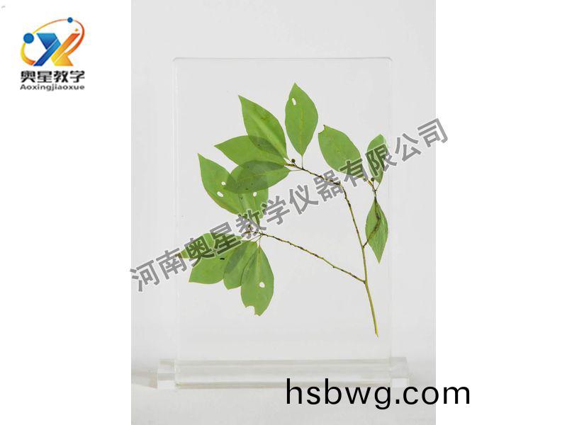 琥珀標本