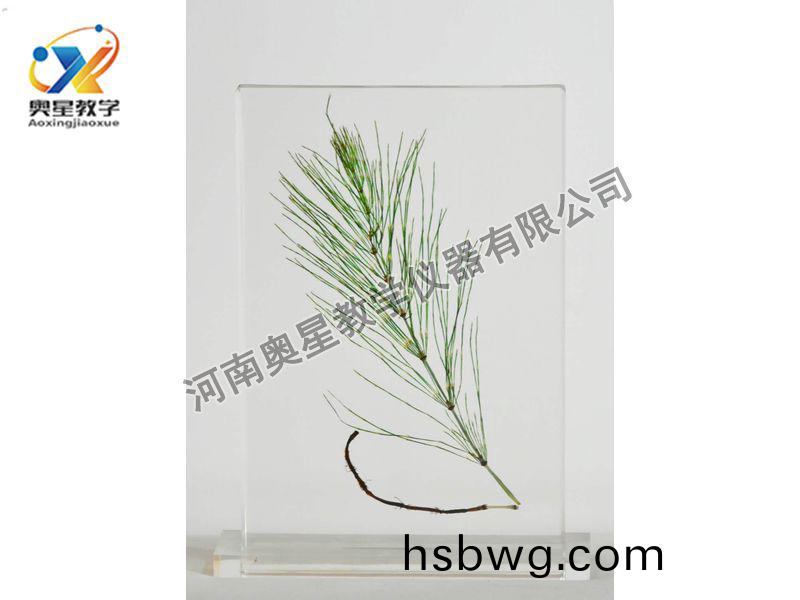 琥(hu)珀標本