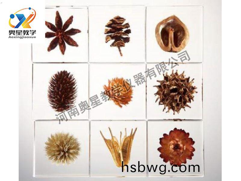 琥珀標本