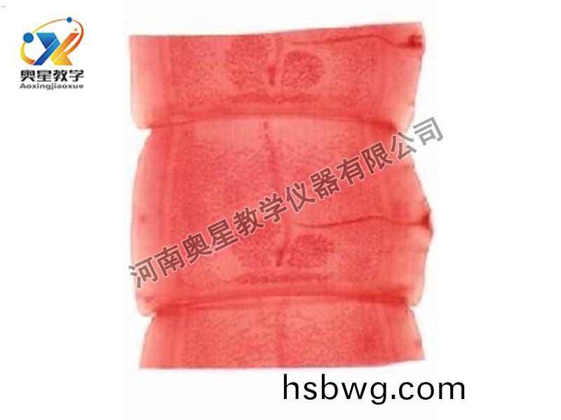 豬(zhu)帶縧(tao)蟲成熟節原圖