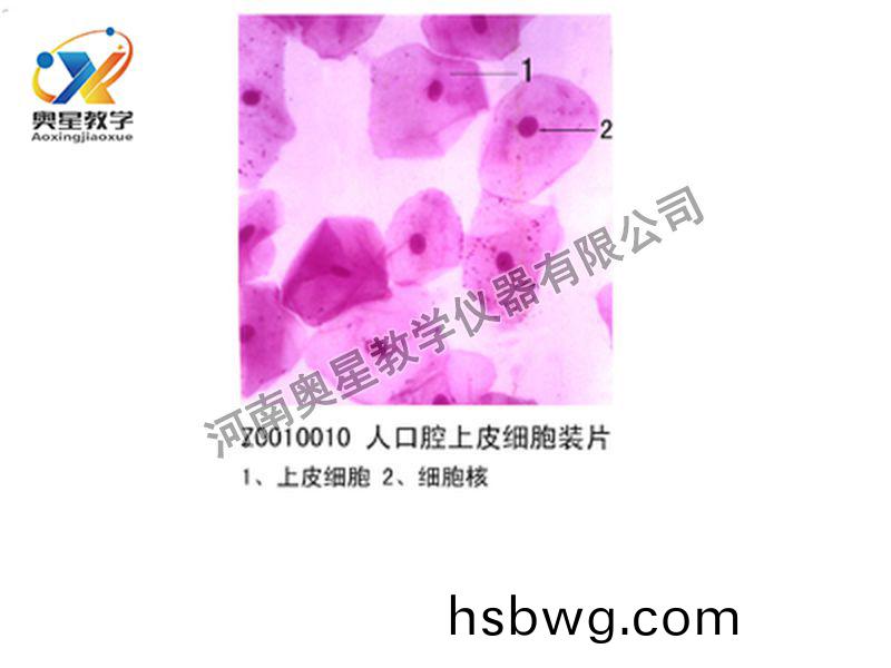 人口腔上皮細胞裝片