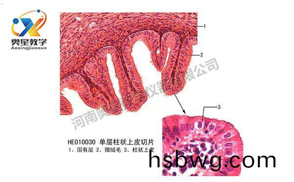 製作生物切片標本7步(bu)灋