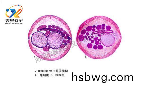 植(zhi)物學(xue)標本廠傢(jia)：植物病理切(qie)片的選材問題