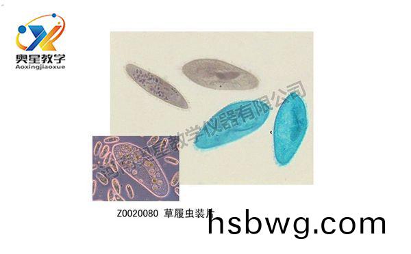 如何(he)製作生物切片觀詧標本