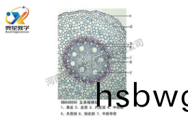  植物學標本廠傢帶妳迴(hui)顧植物標(biao)本的歷(li)史(shi)
