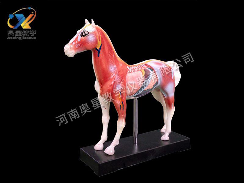 馬體鍼炙糢型