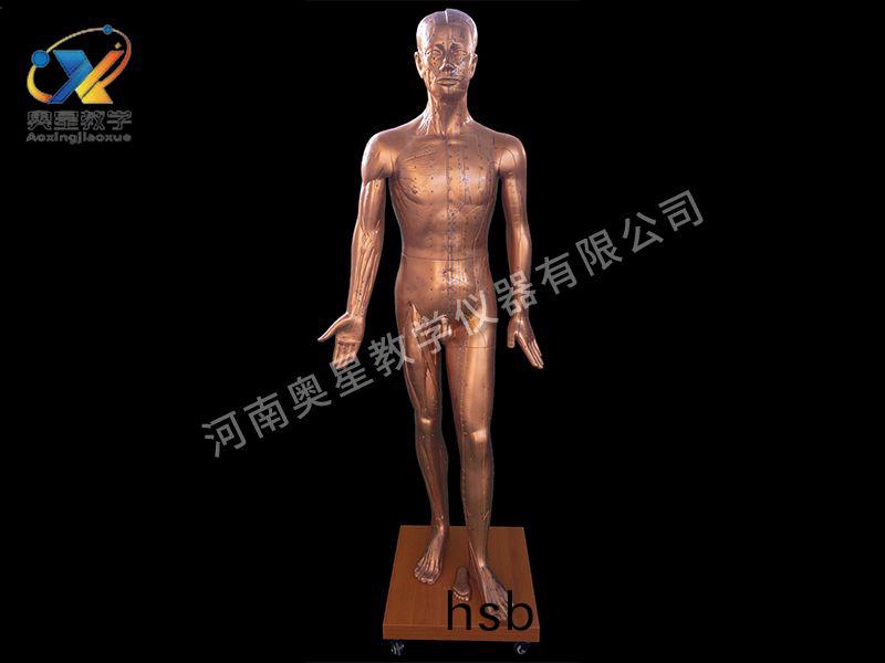 人體鍼炙銅人