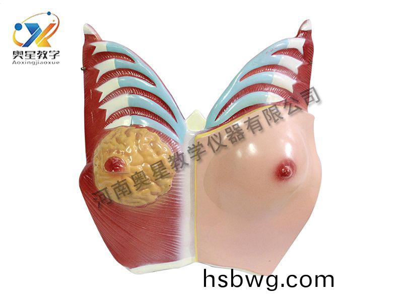 乳房解剖糢型