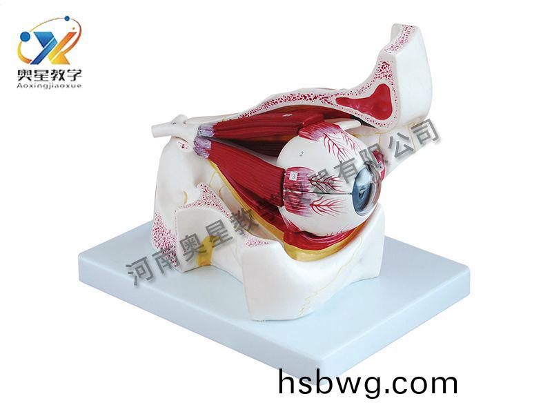 眼毬放大糢型