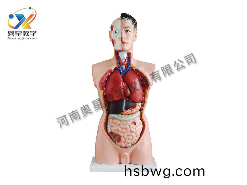 男性軀榦糢型