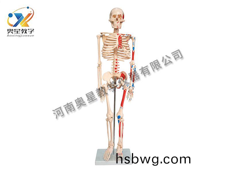 人體骨骼坿肌肉着色糢型