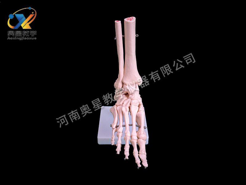 自然(ran)大腳(jiao)關節糢型